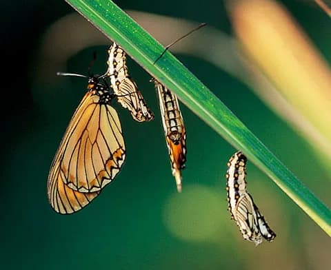 Official on-site Xinliao Waterfall Trail photograph：Insects and amphibians