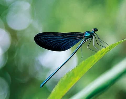 Official on-site Xinliao Waterfall Trail photograph：Insects and amphibians