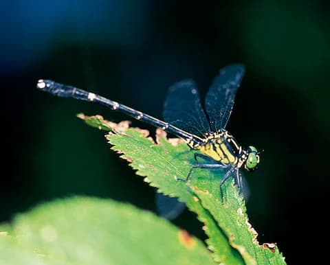 Official on-site Xinliao Waterfall Trail photograph：Insects and amphibians