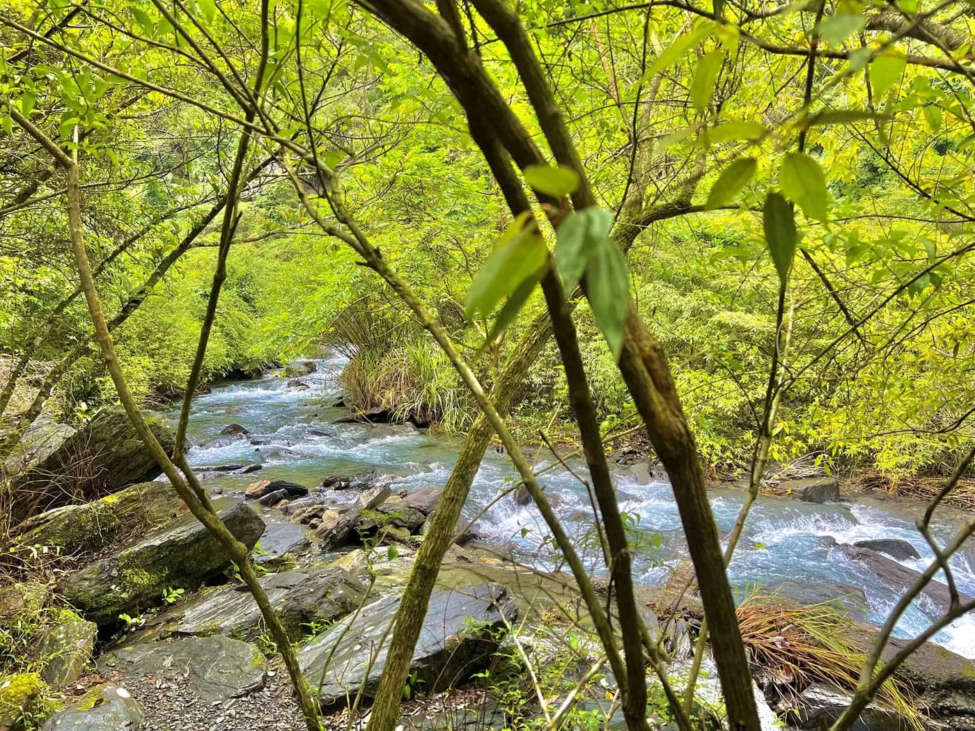 Official on-site Xinliao Waterfall Trail photograph：Stream-valley forest