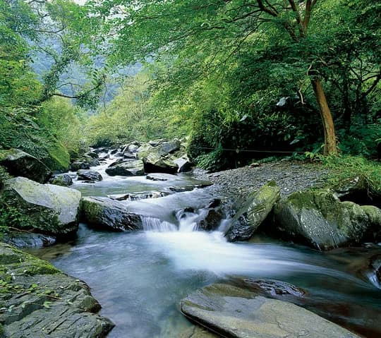 Official on-site Xinliao Waterfall Trail photograph：Stream-valley forest