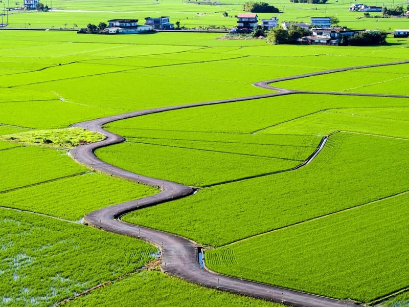 冬山三奇美徑稻田道路