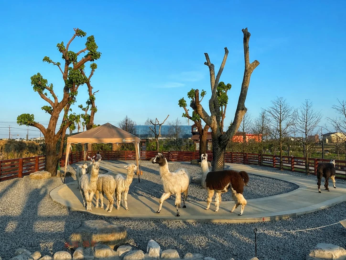 Kulungan ng alpaca sa Lanyang Animal & Plant Kingdom na walang bisita, na may ilang alpaca sa tabi ng mga puno at tolda