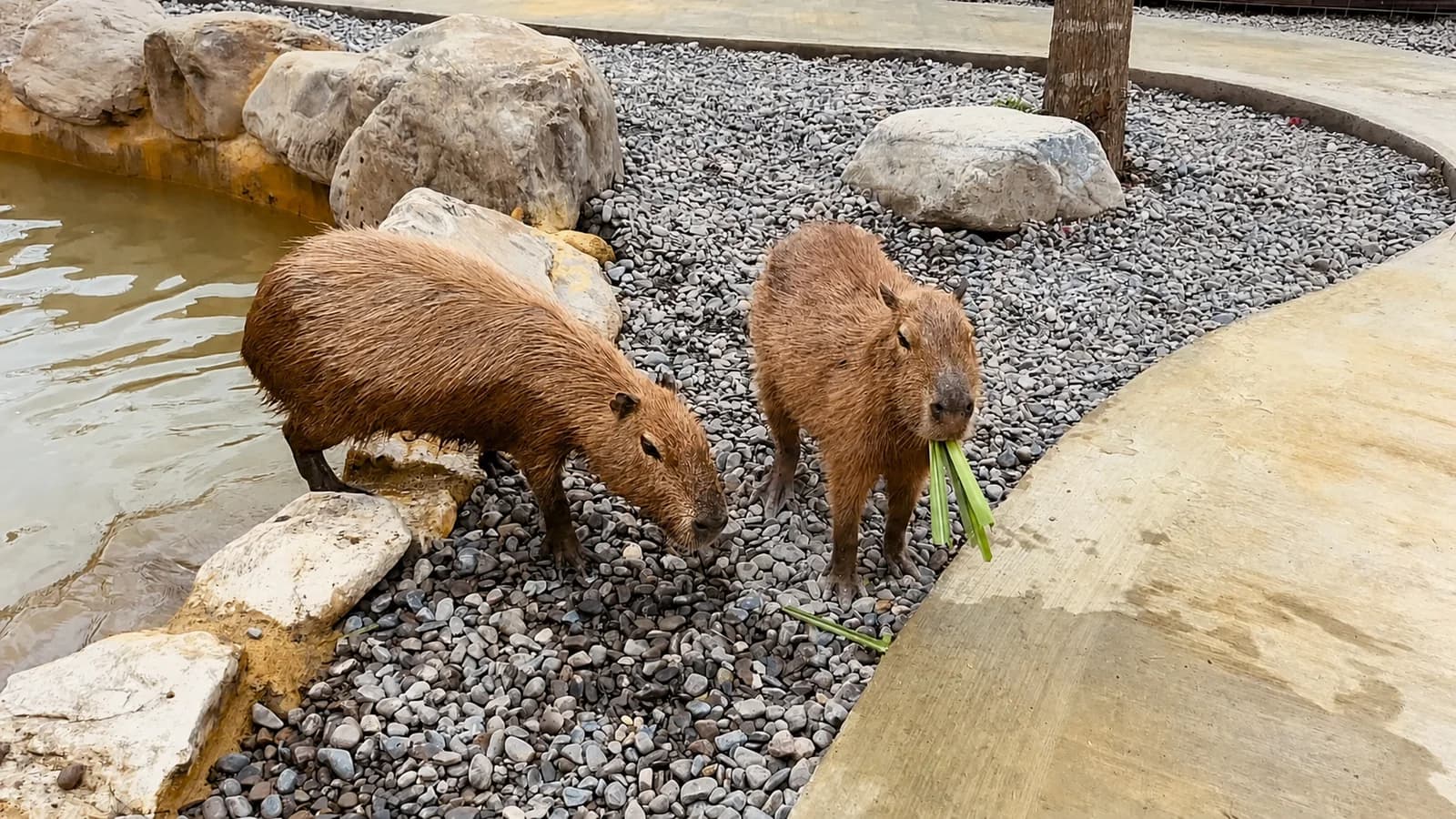 Capybara, alpaca, kangaroo và bồ nông trước nhà kính dương xỉ ở Yilan