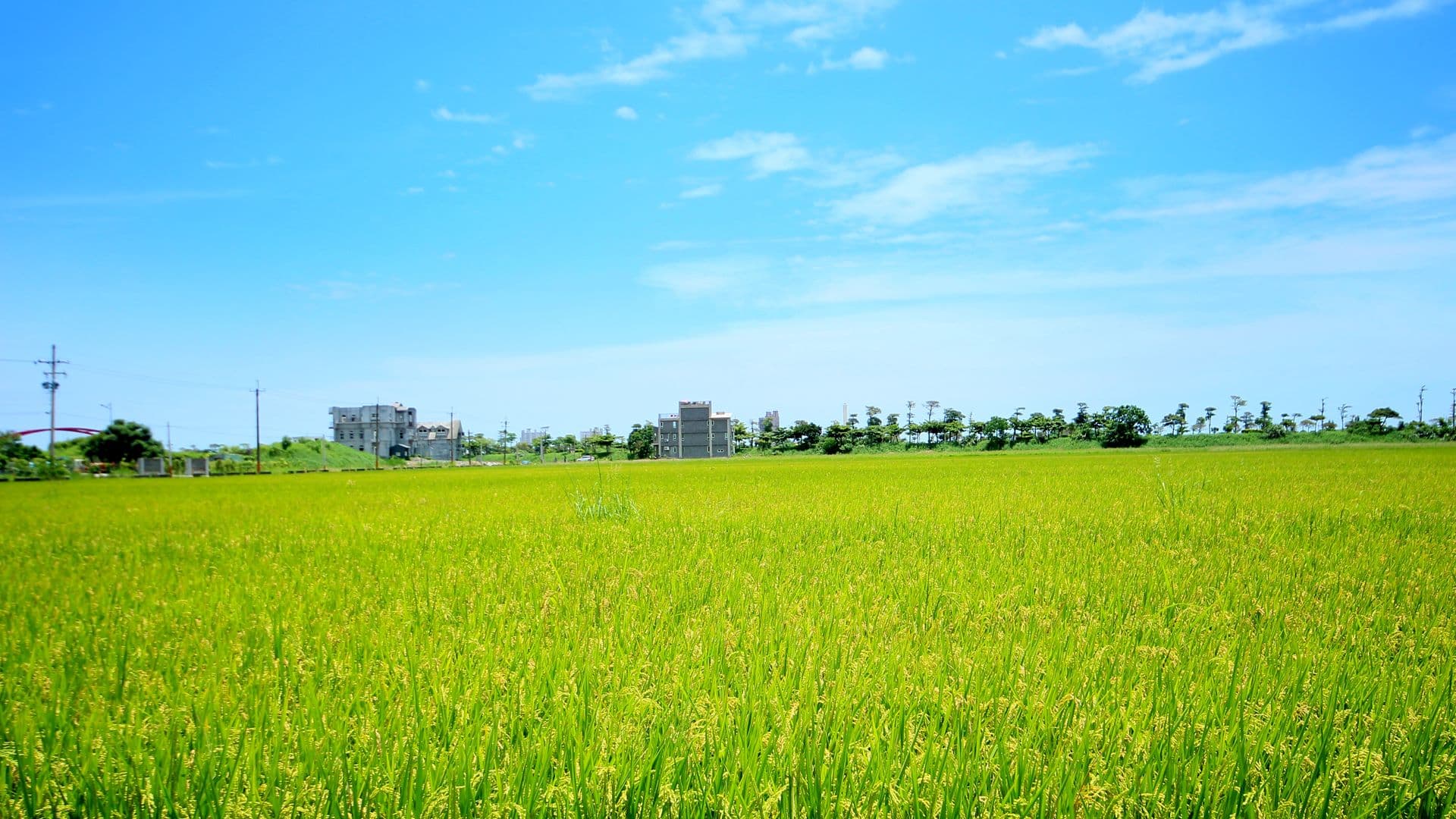 ทิวทัศน์ทุ่งนารอบ Water Edge Garden Homestay ในอี๋หลาน